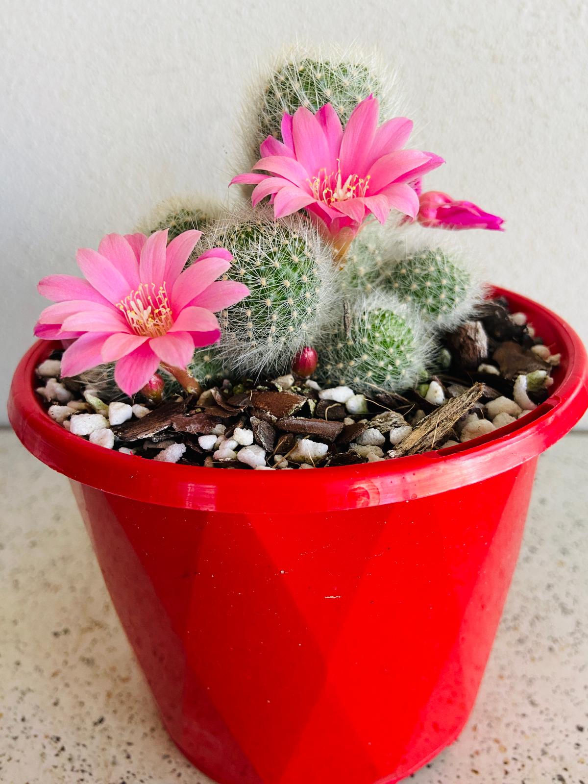 Cacti- Rebutia Type #6