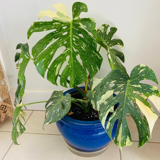 Monstera Thai Constellation