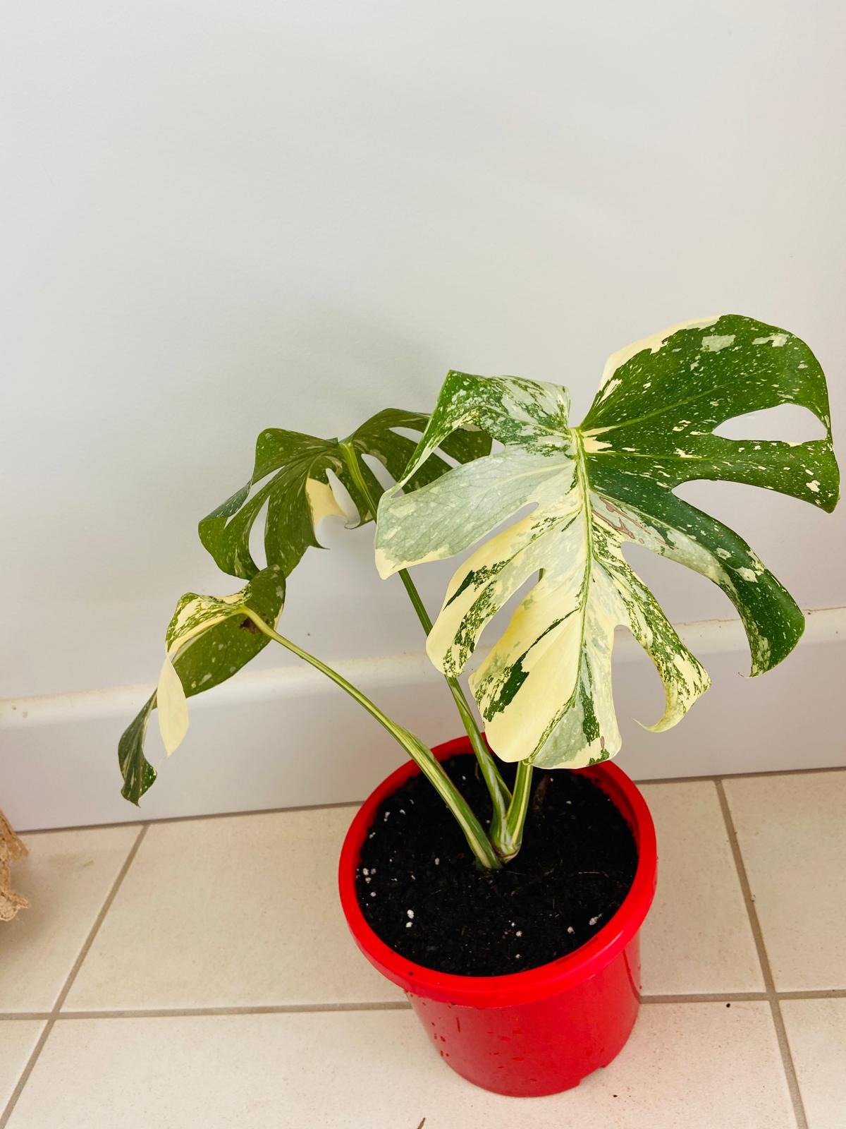 Monstera Thai Constellation