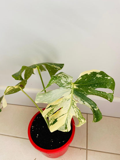 Monstera Thai Constellation