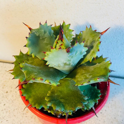 Agave Isthmensis Dwarf Butterfly Agave