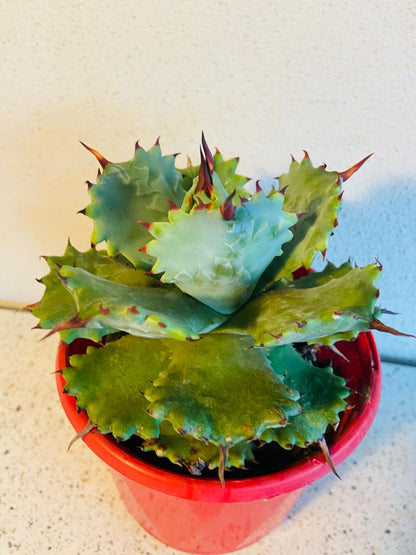 Agave Isthmensis Dwarf Butterfly Agave