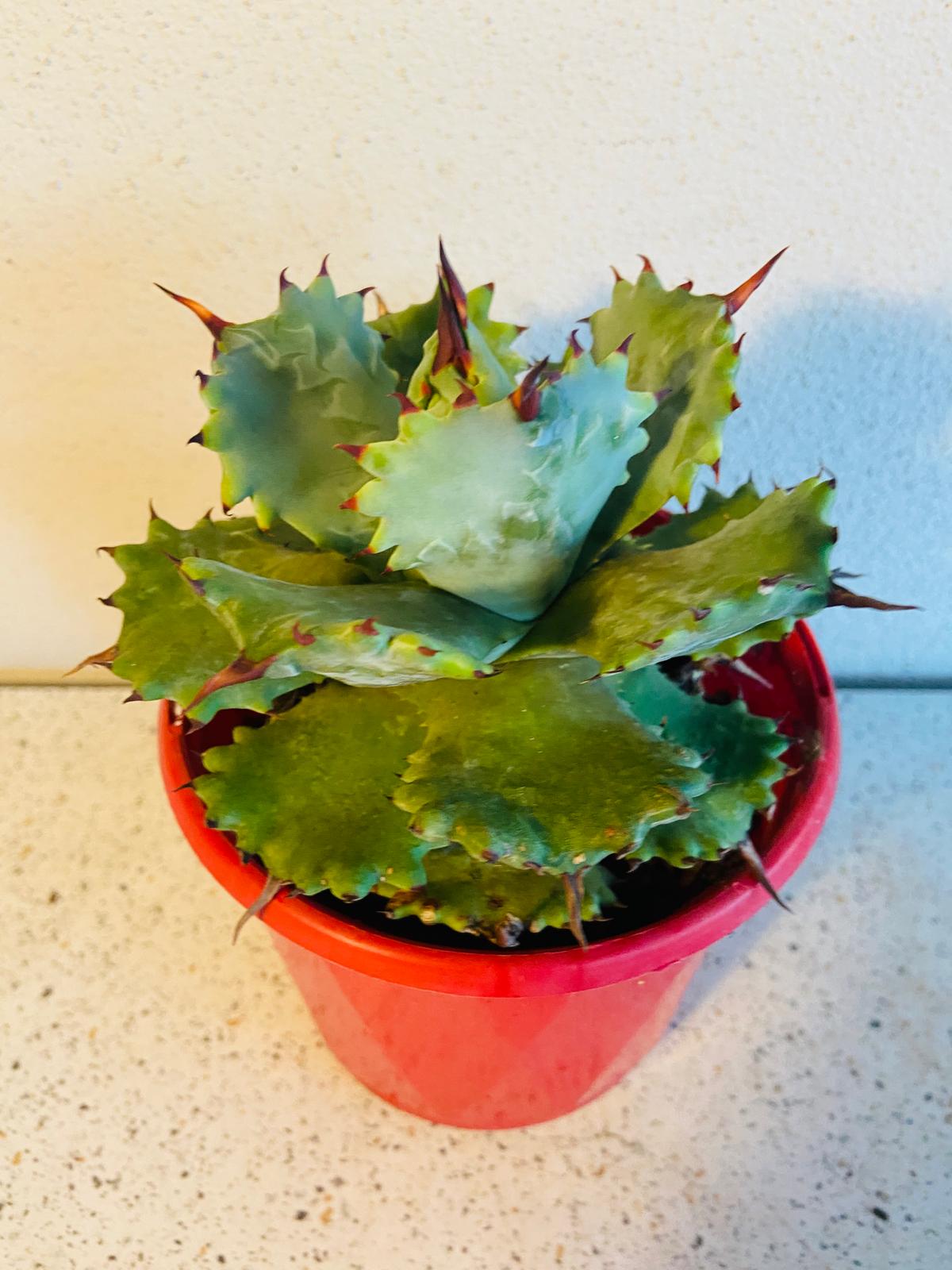 Agave Isthmensis Dwarf Butterfly Agave