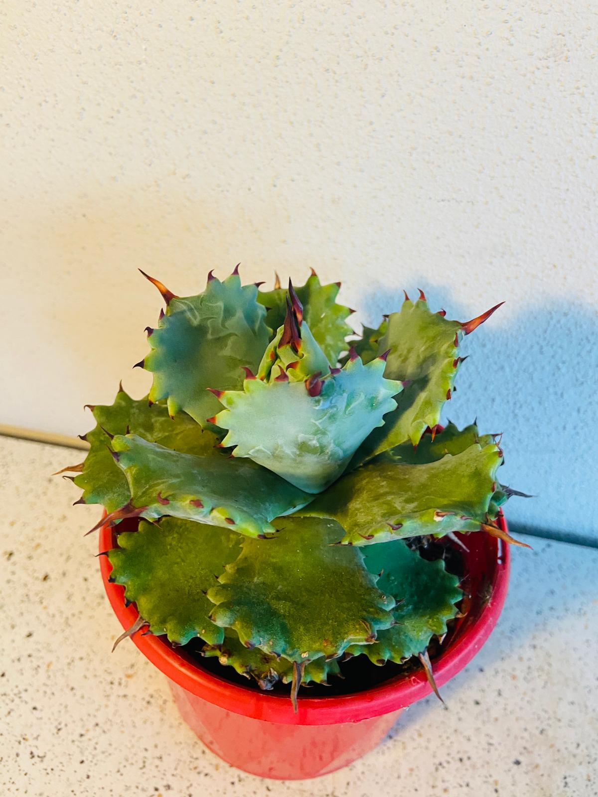 Agave Isthmensis Dwarf Butterfly Agave