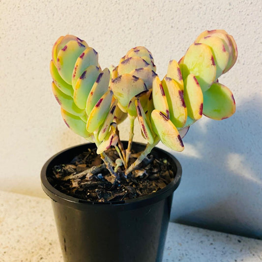 Kalanchoe Marnieriana 'Coral'