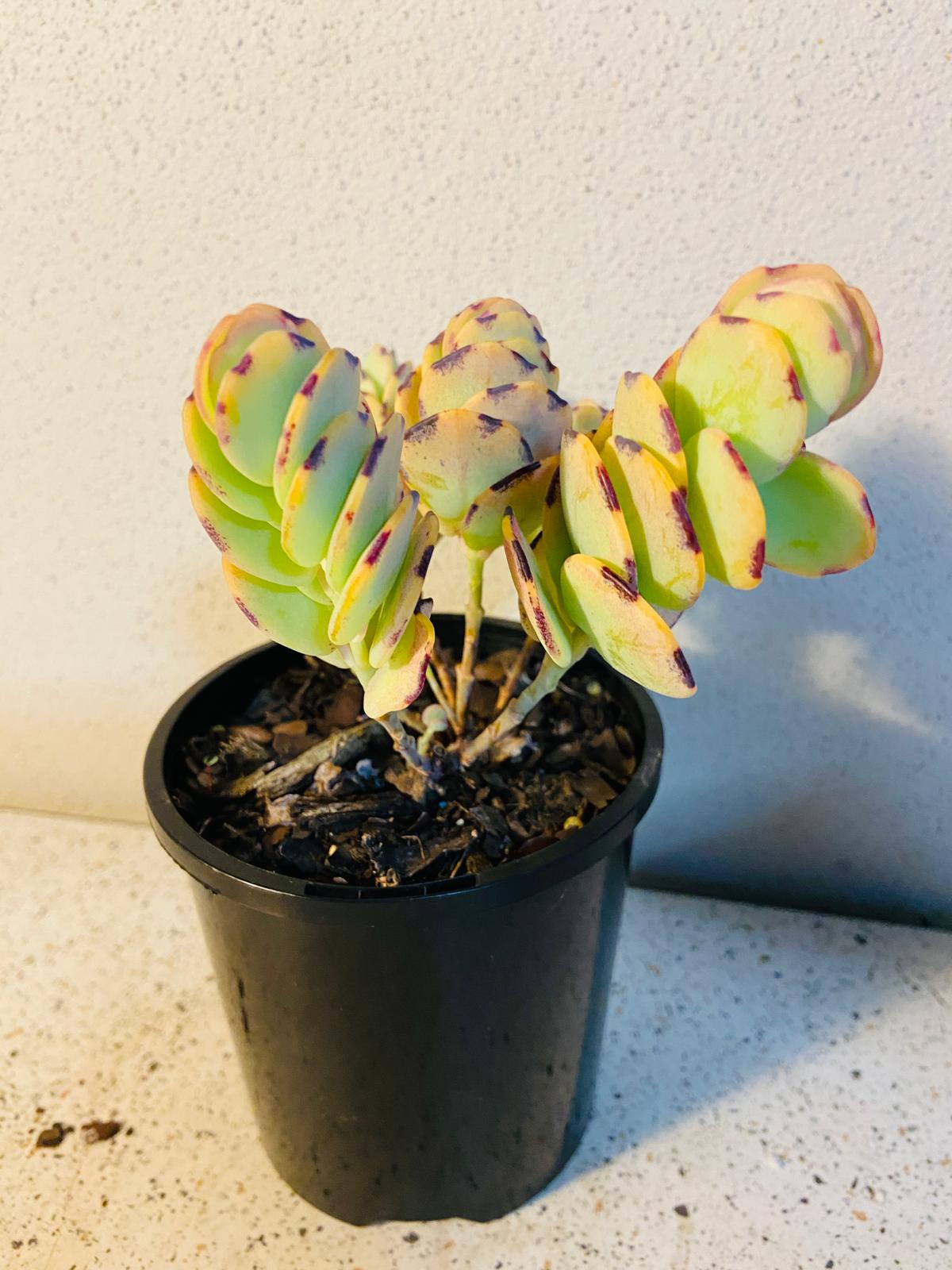 Kalanchoe Marnieriana 'Coral'