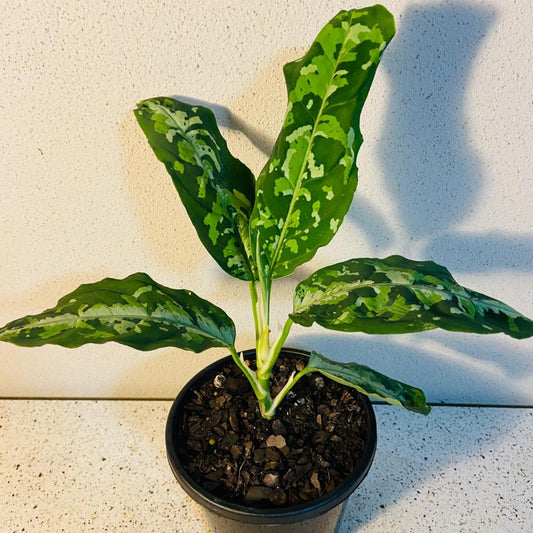 Aglaonema Pictum Tricolour