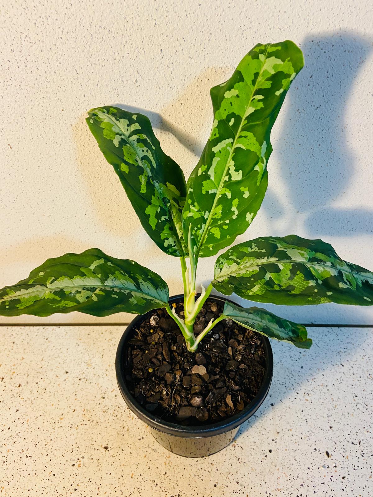 Aglaonema Pictum Tricolour