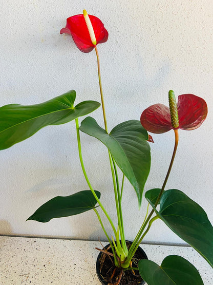 Redbull Anthurium