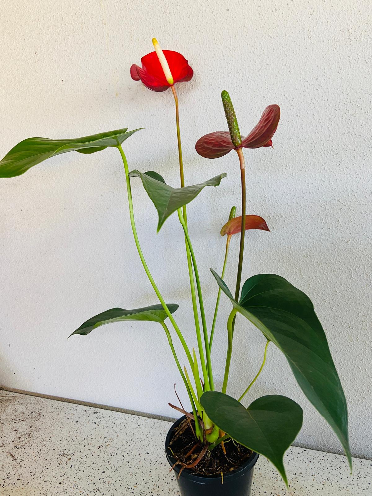 Redbull Anthurium