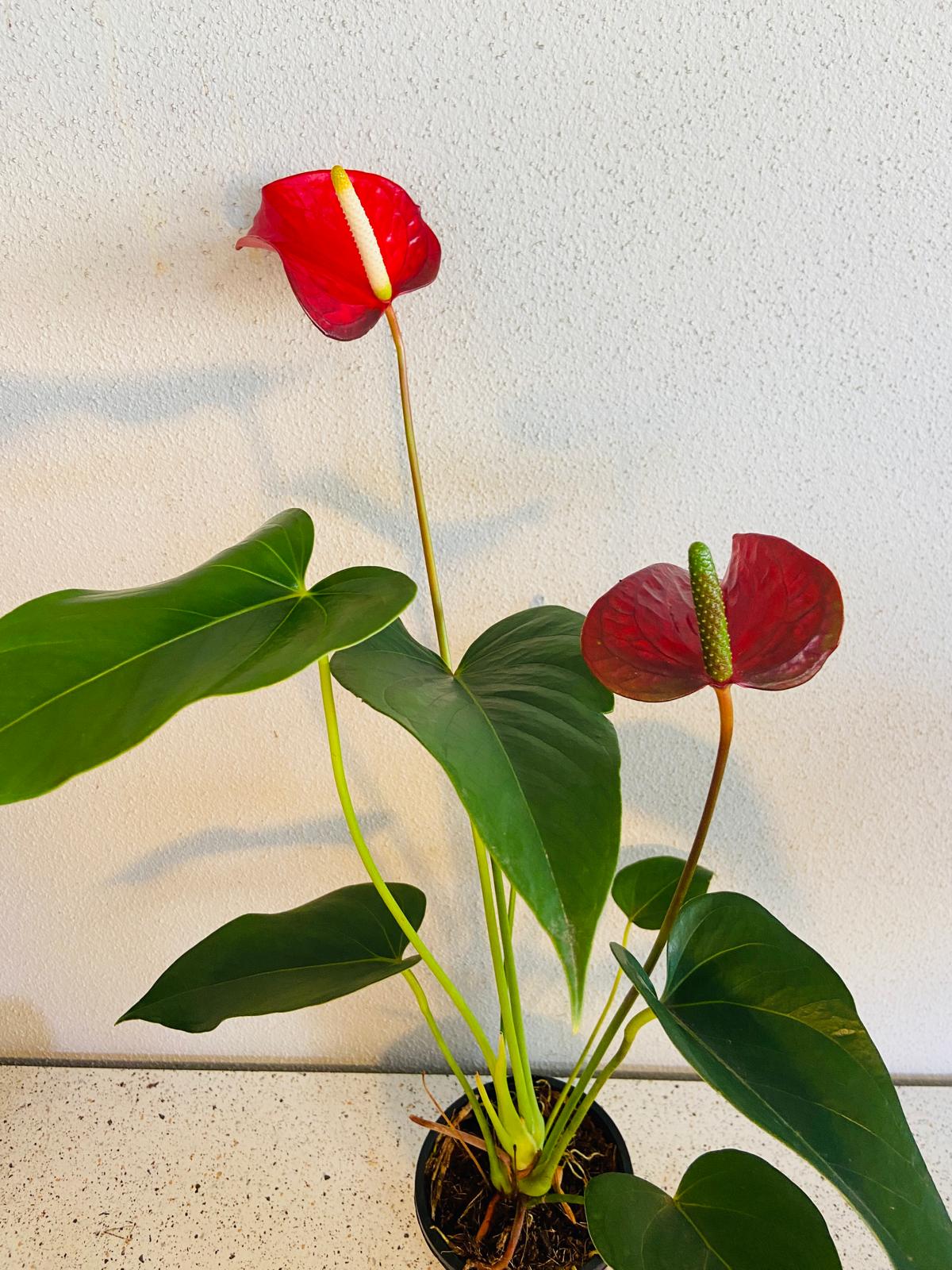 Redbull Anthurium