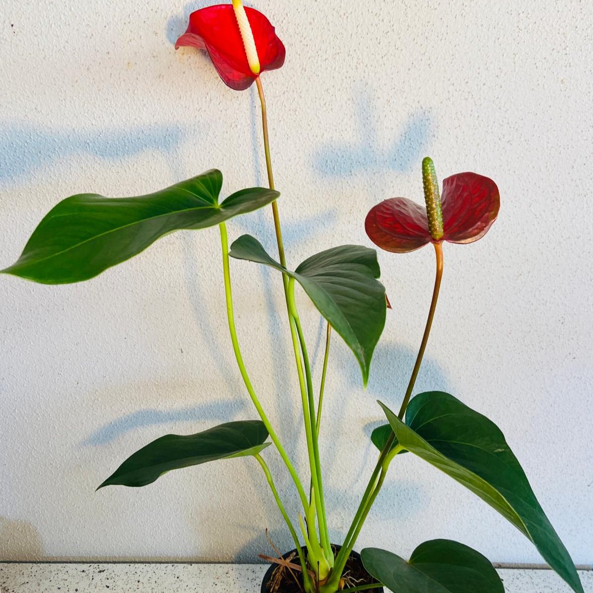 Redbull Anthurium