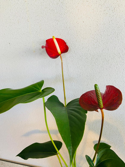 Redbull Anthurium