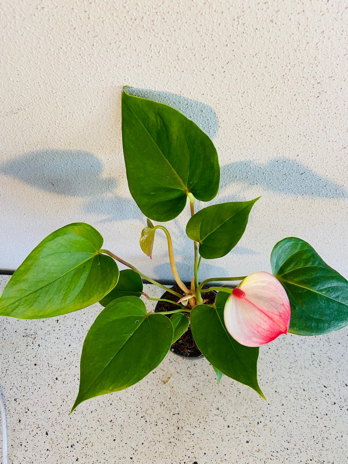 Anthurium Princess Amalia Elegance