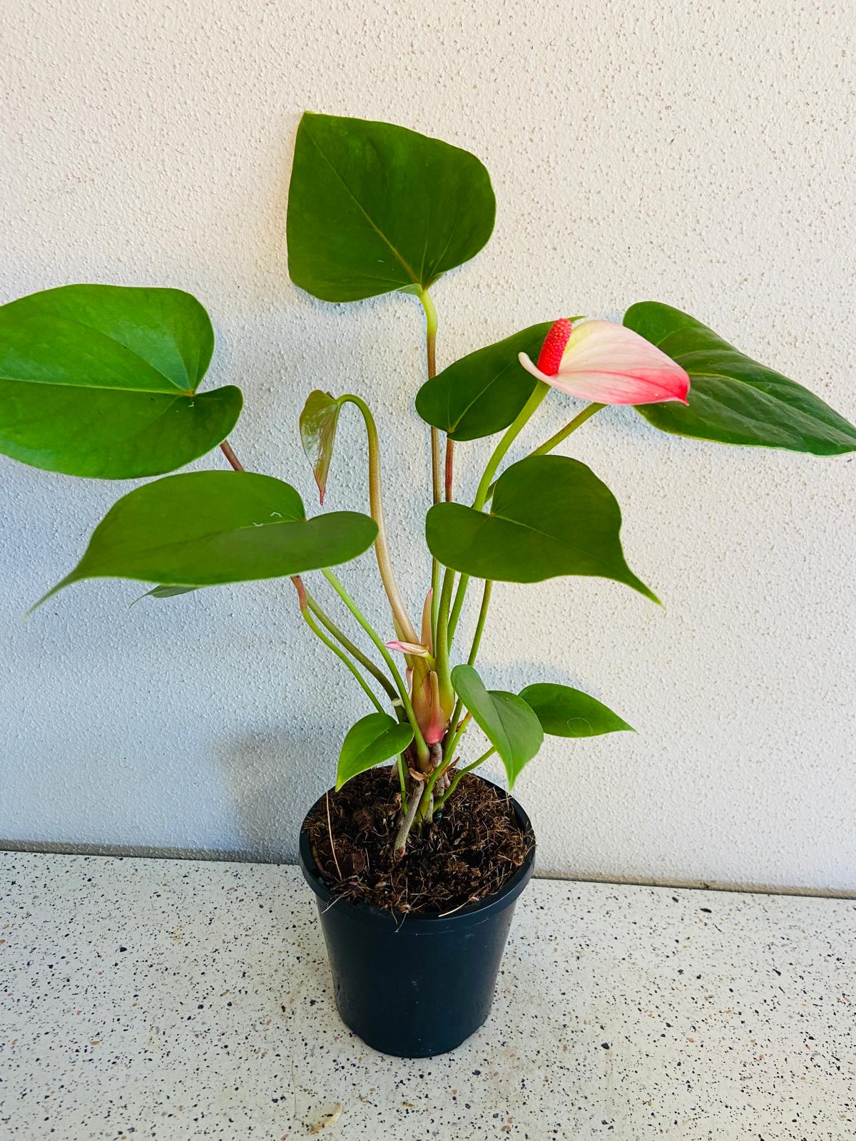 anthurium elegance Anthurium Princess Amalia Elegance 100mm pot size plant- with pot – Succulents World