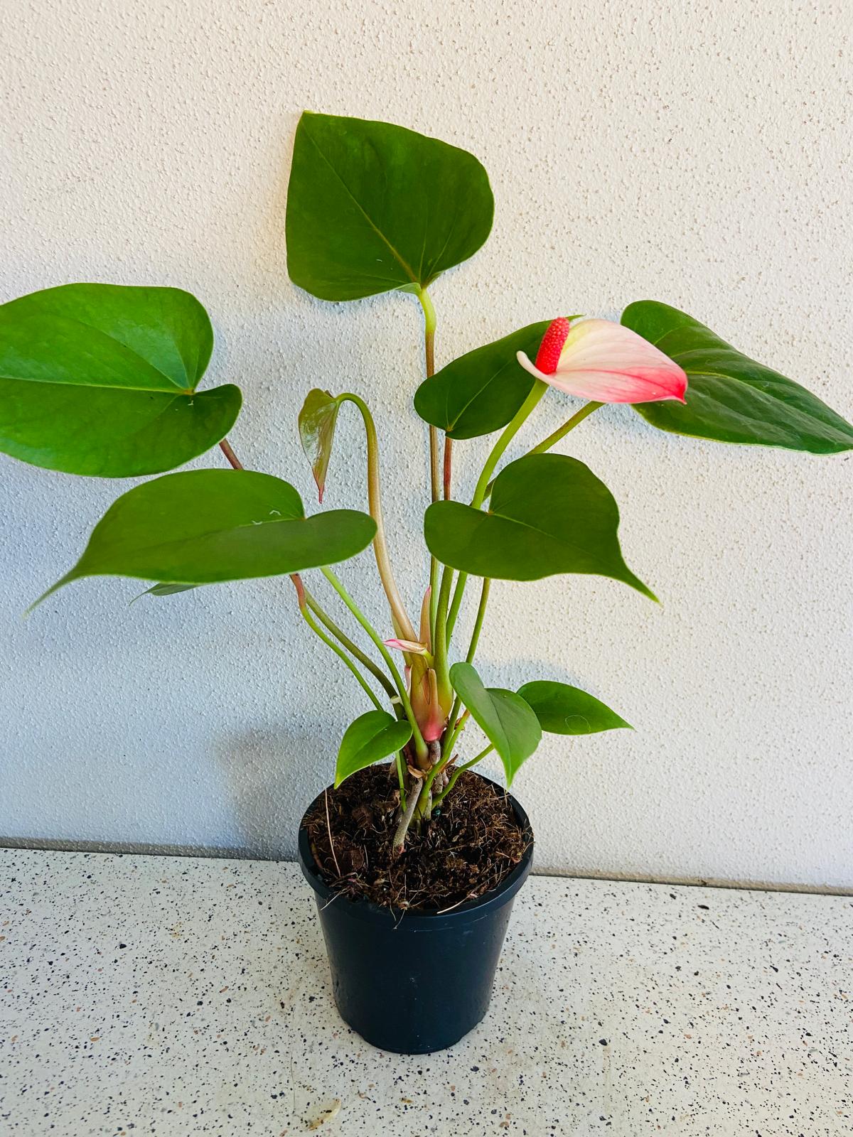 Anthurium Princess Amalia Elegance