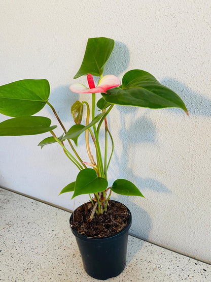 Anthurium Princess Amalia Elegance