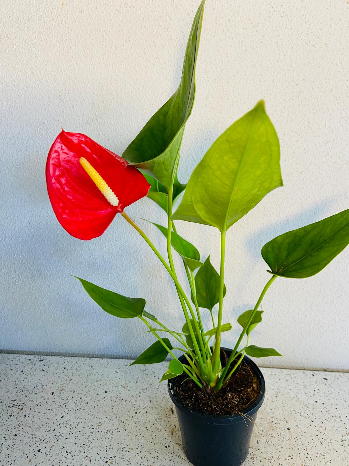 Anthurium Red Victory