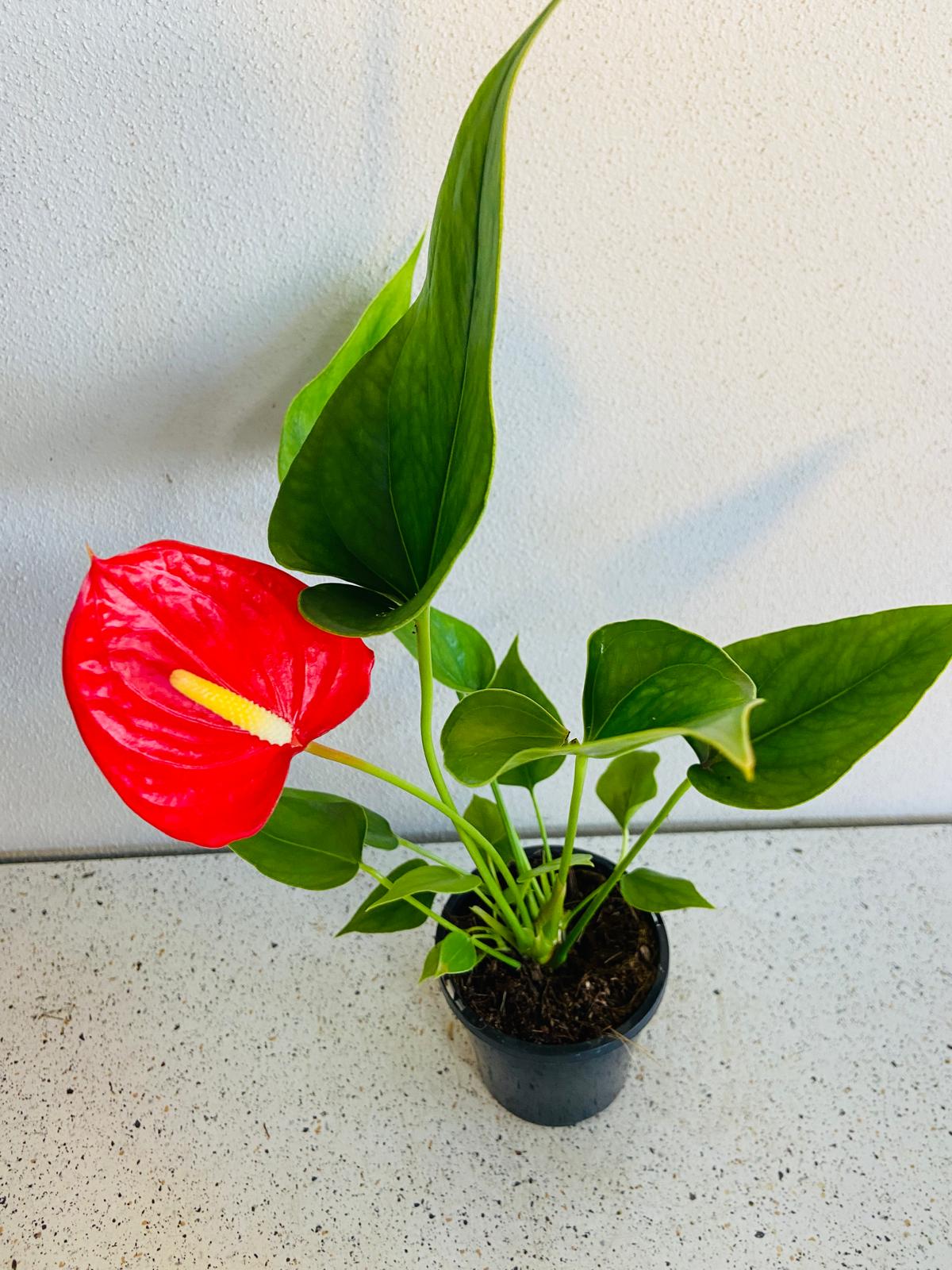 Anthurium Red Victory