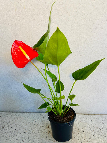 Anthurium Red Victory