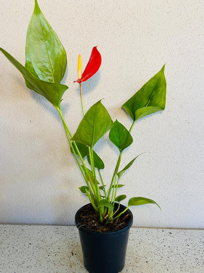 Anthurium Red Victory