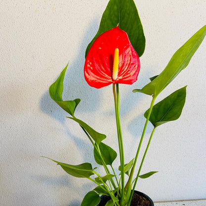 Anthurium Red Victory