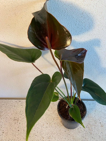 Anthurium Constancia (Brown)