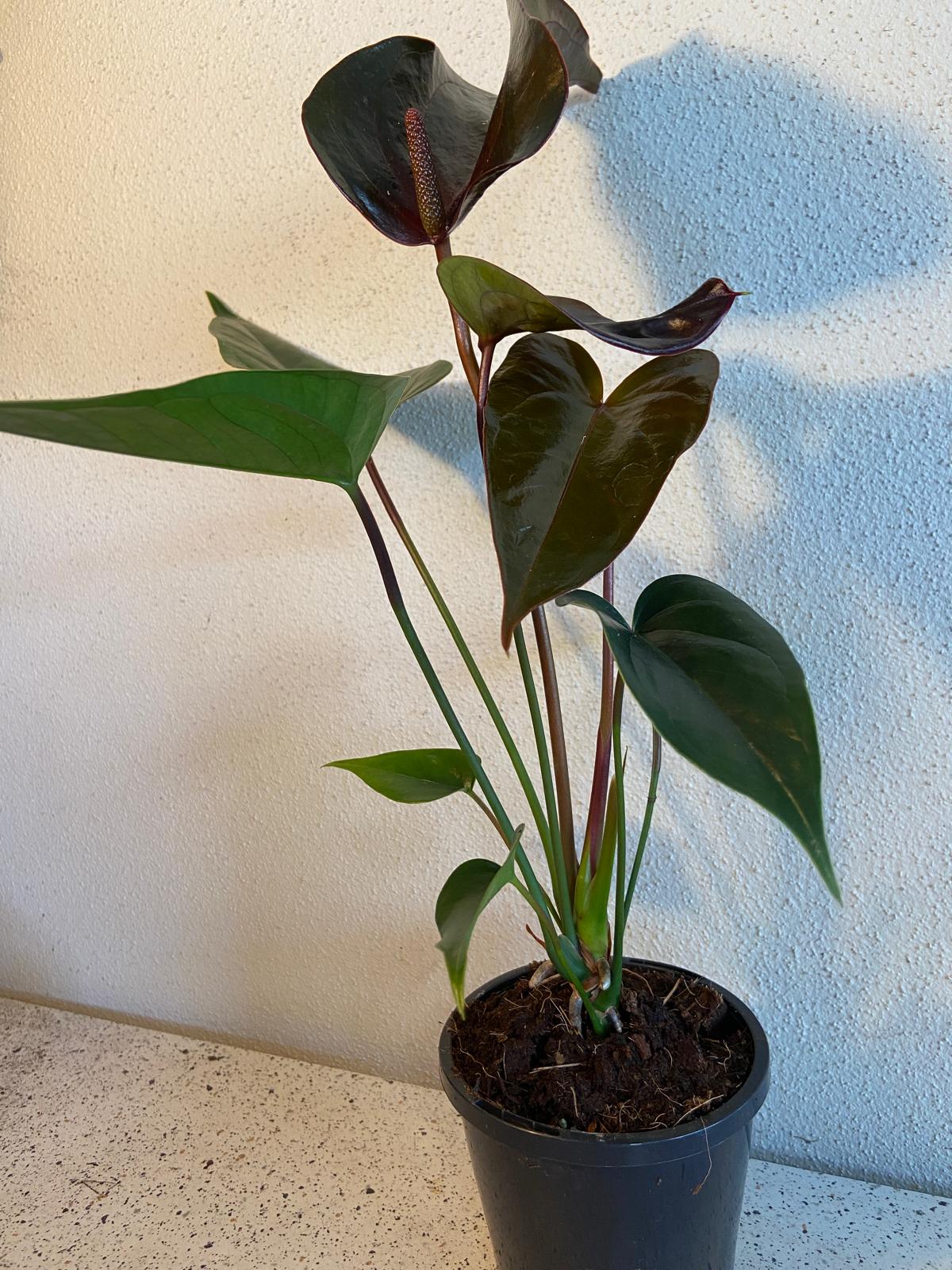 Anthurium Constancia (Brown)