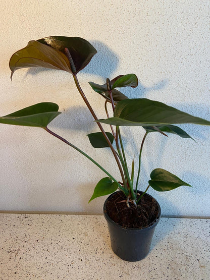 Anthurium Constancia (Brown)