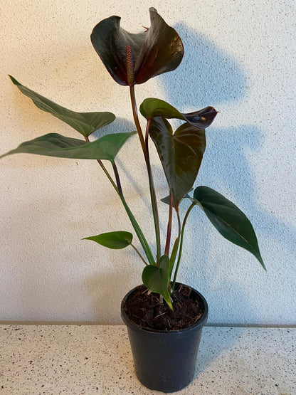 Anthurium Constancia (Brown)