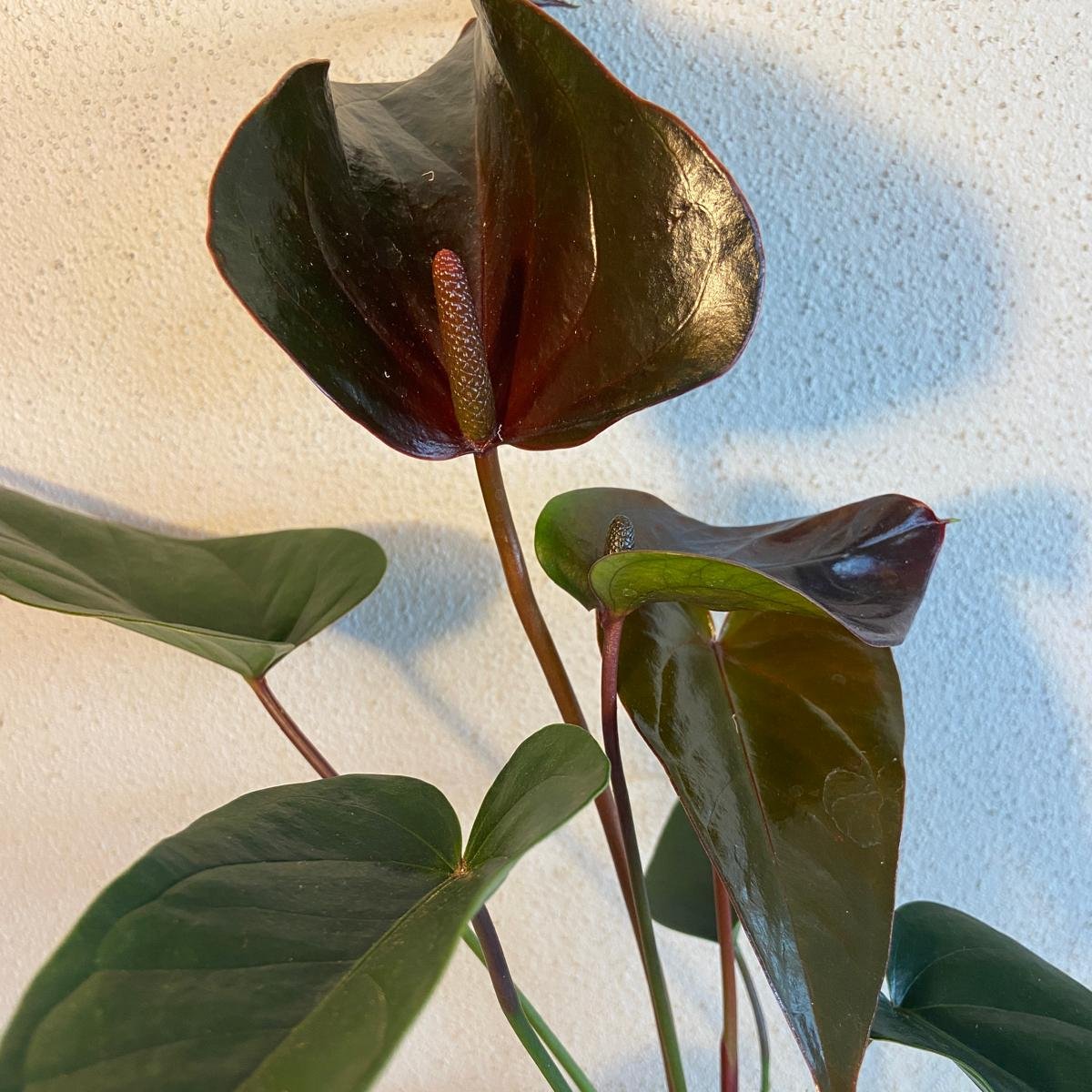 Anthurium Constancia (Brown)