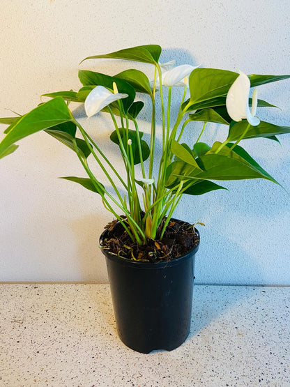 Anthurium White