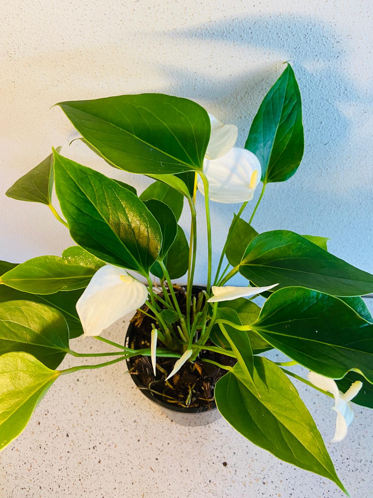 Anthurium White