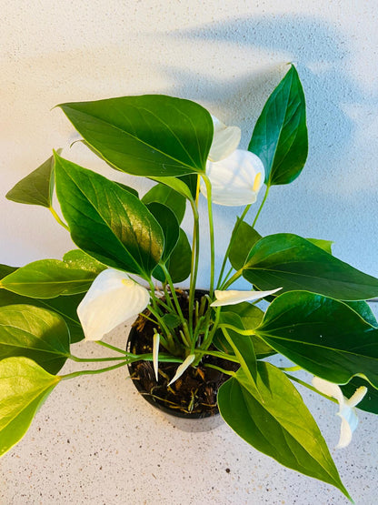 Anthurium White