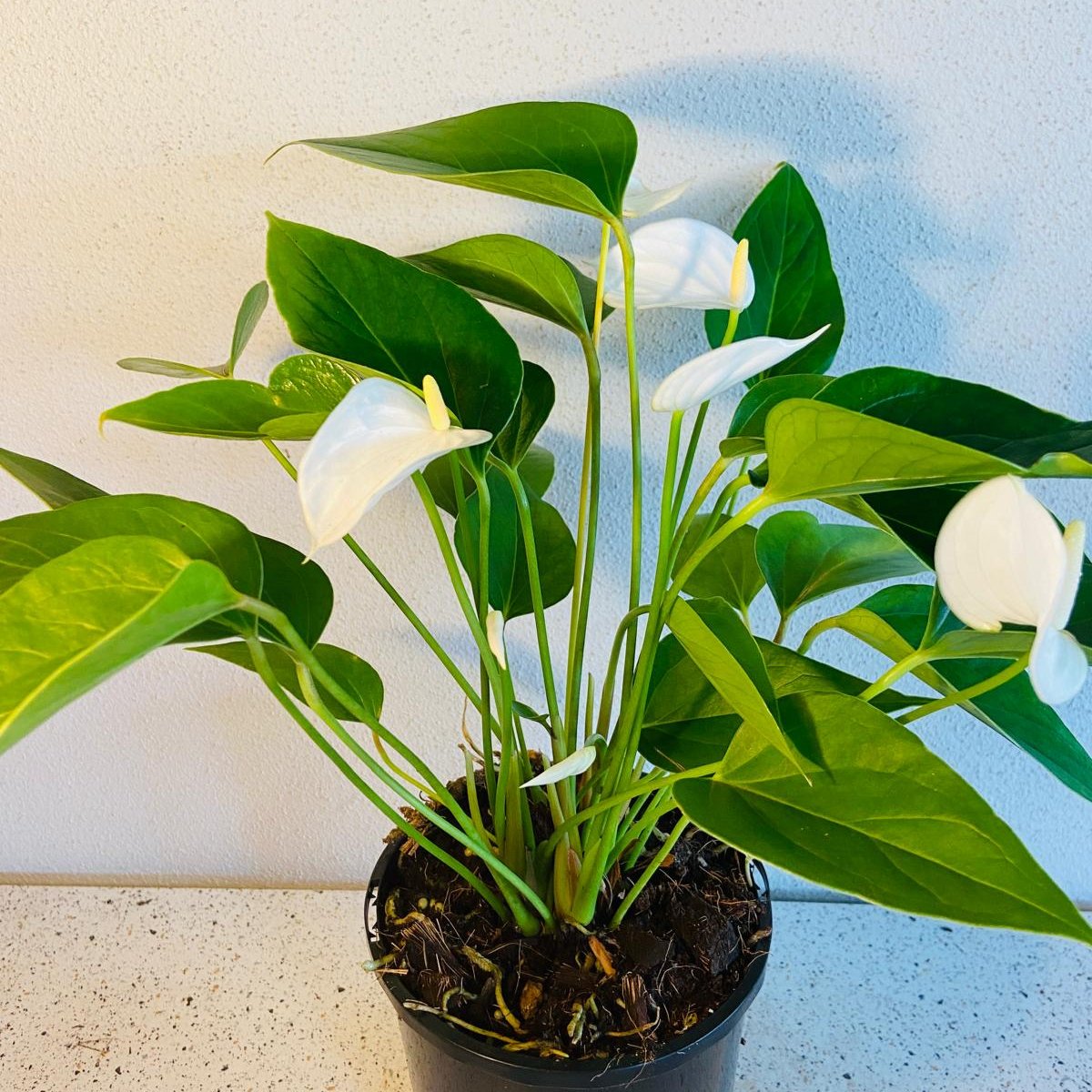 Anthurium White