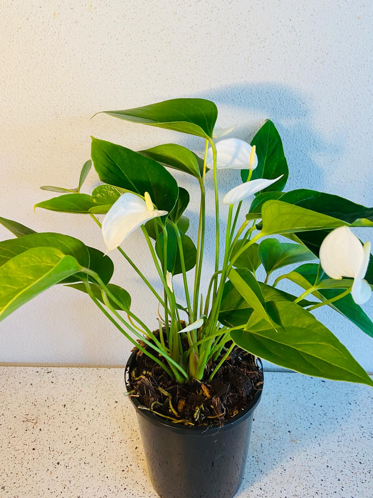 Anthurium White