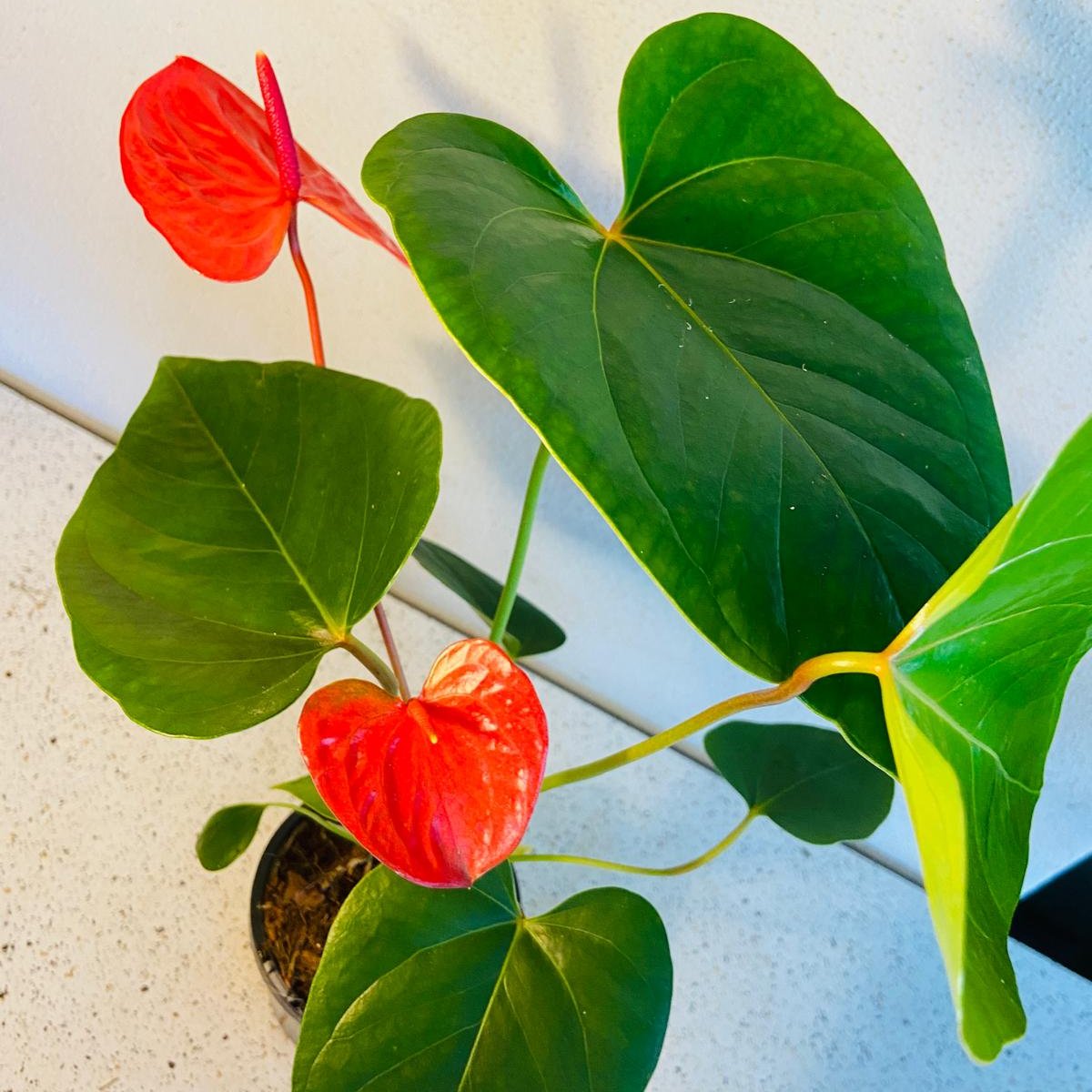 Anthurium Casanova