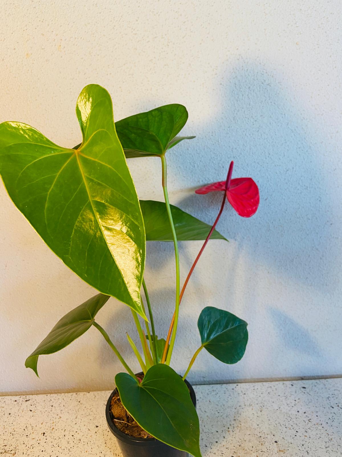 Anthurium Casanova