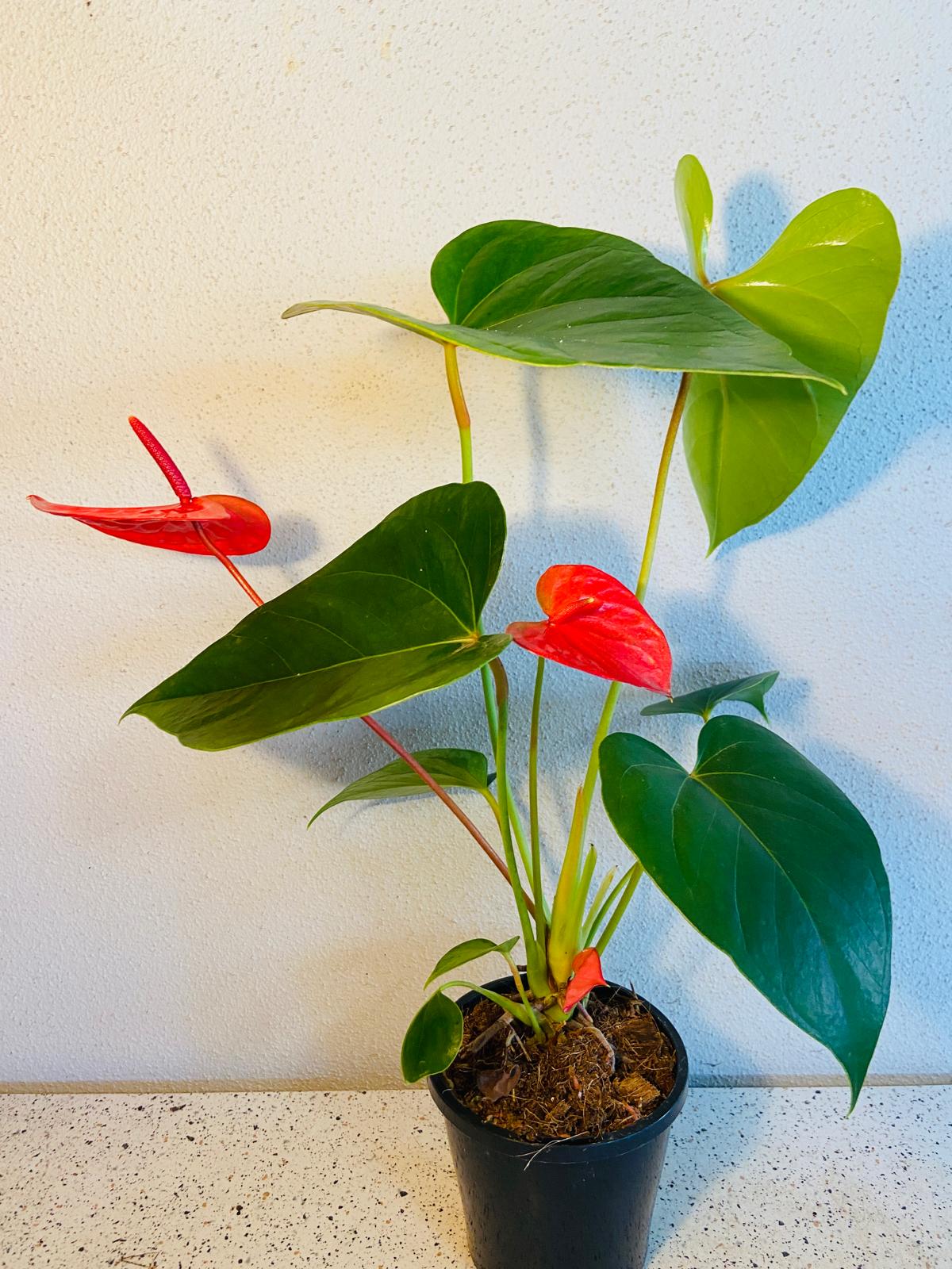 Anthurium Casanova