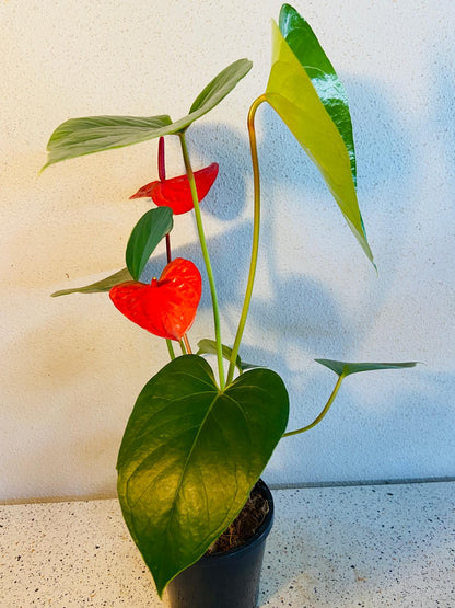 Anthurium Casanova