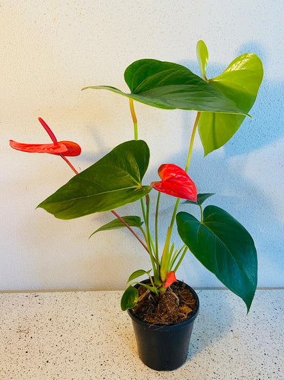 Anthurium Casanova