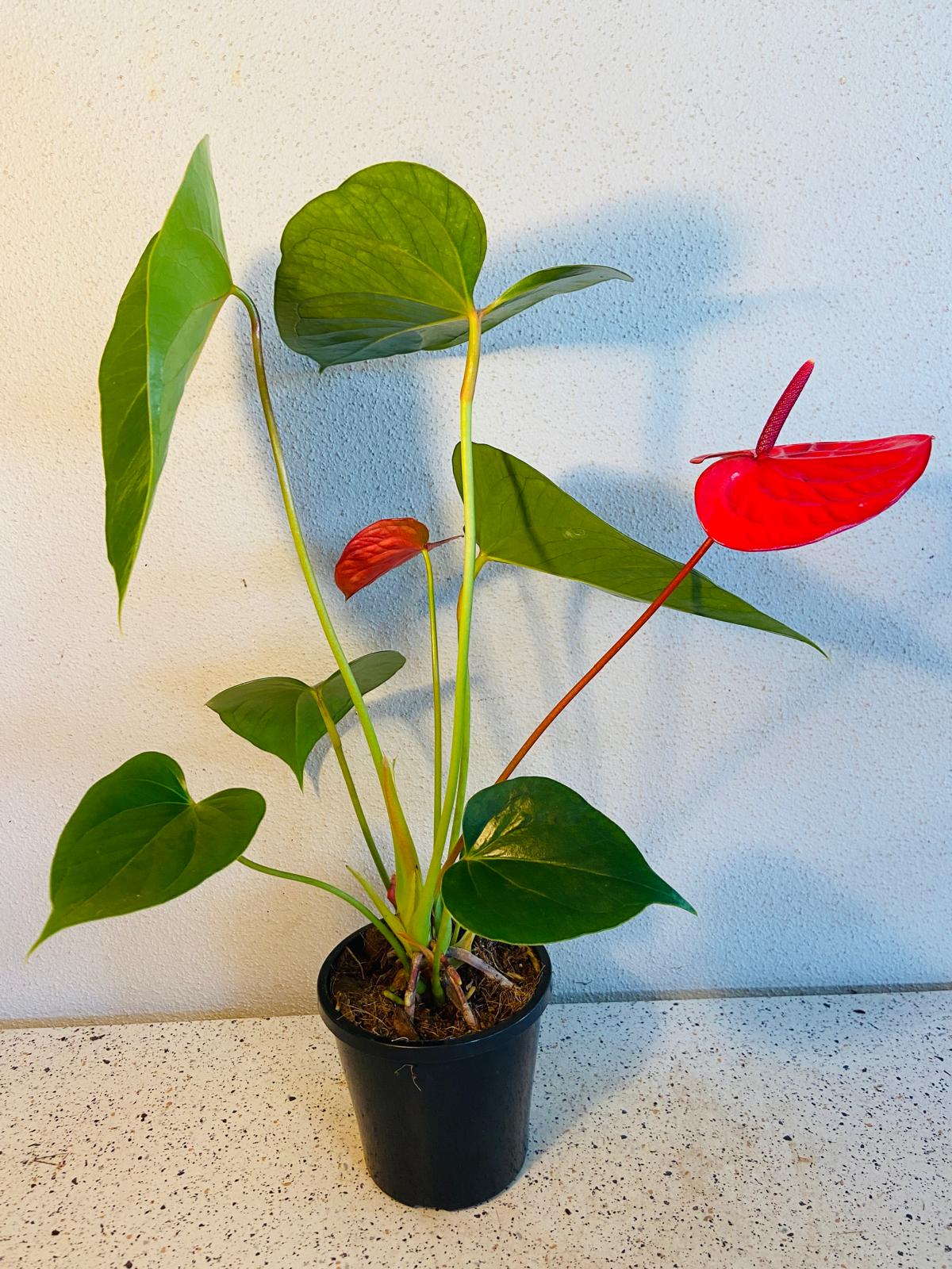 Anthurium Casanova