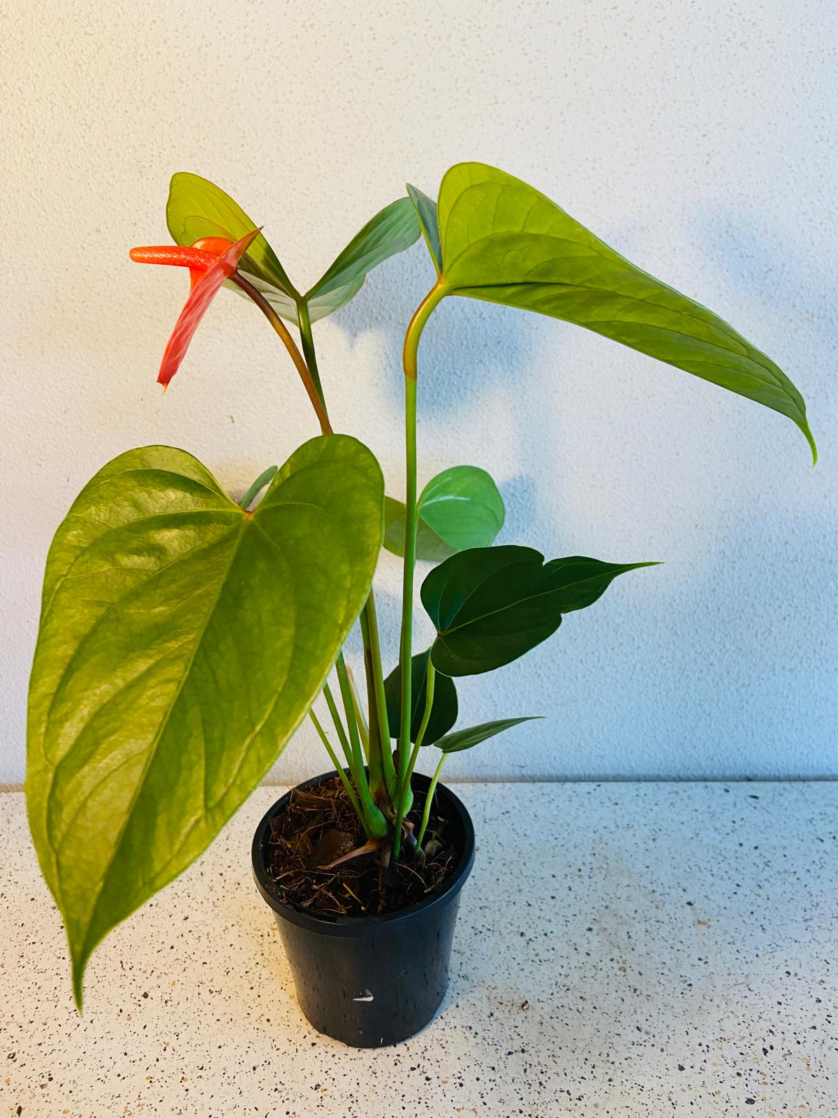 Anthurium Bugati Royale