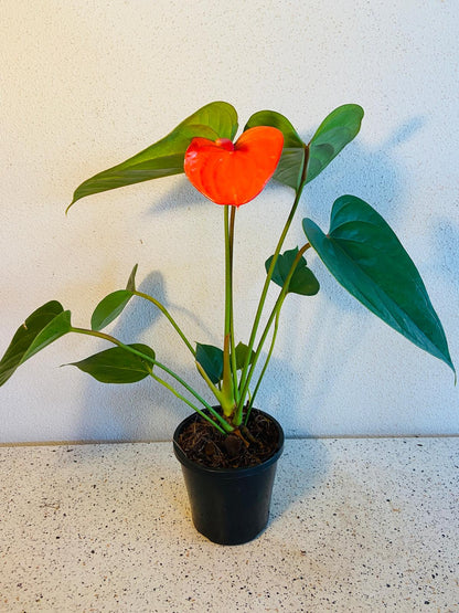 Anthurium Bugati Royale