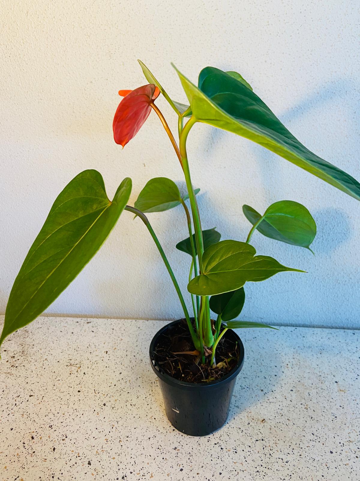 Anthurium Bugati Royale