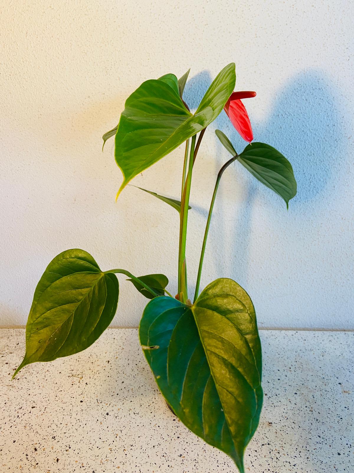 Anthurium Bugati Royale