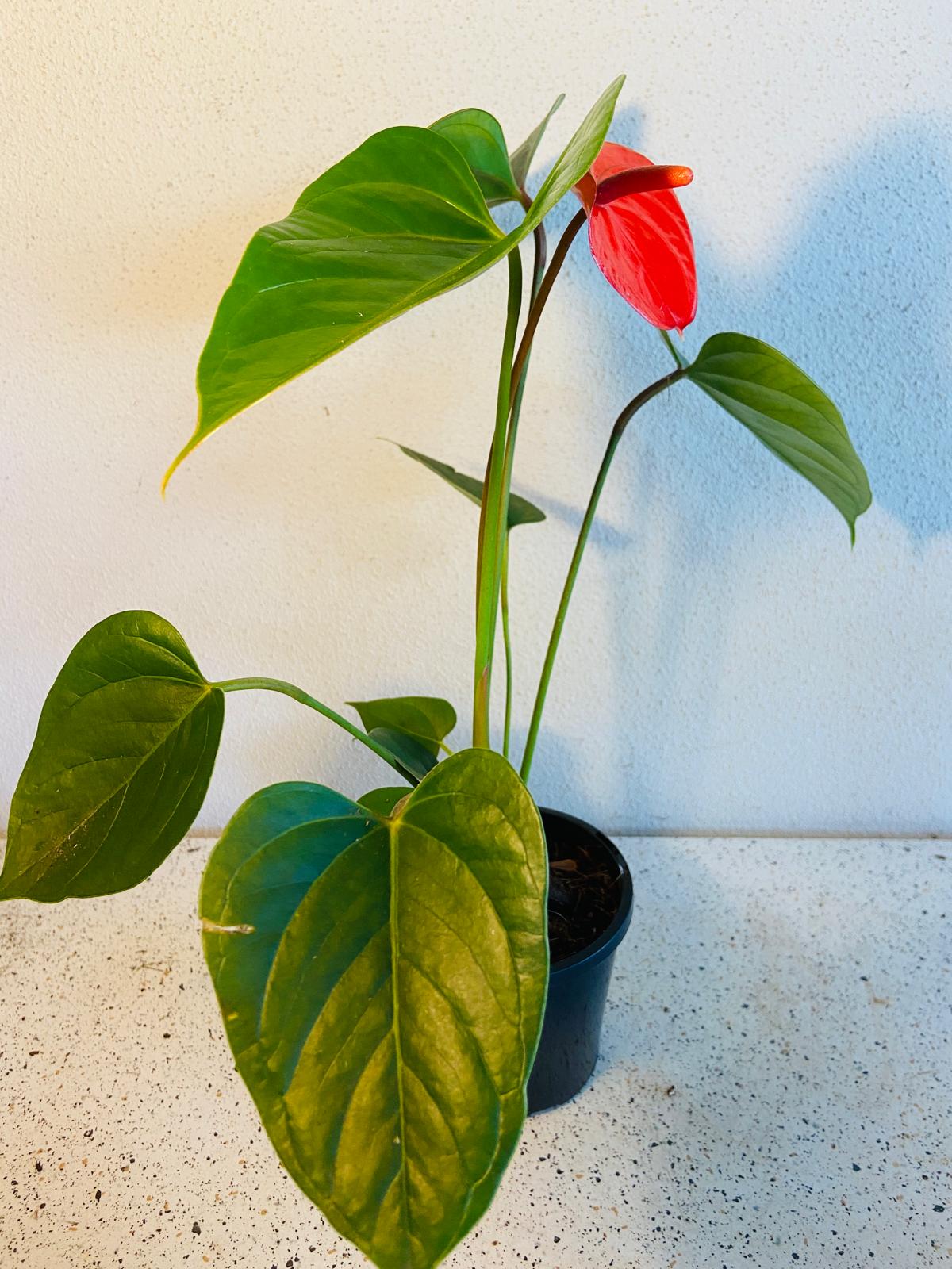 anthurium bugatti royale Anthurium Bugati Royale – Succulents World