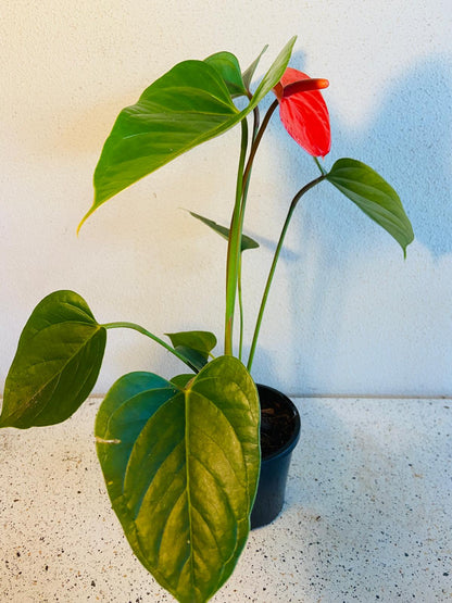 Anthurium Bugati Royale