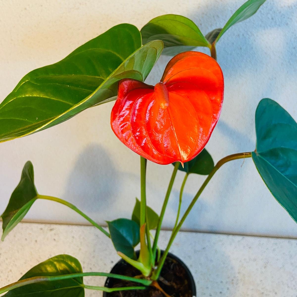 Anthurium Bugati Royale