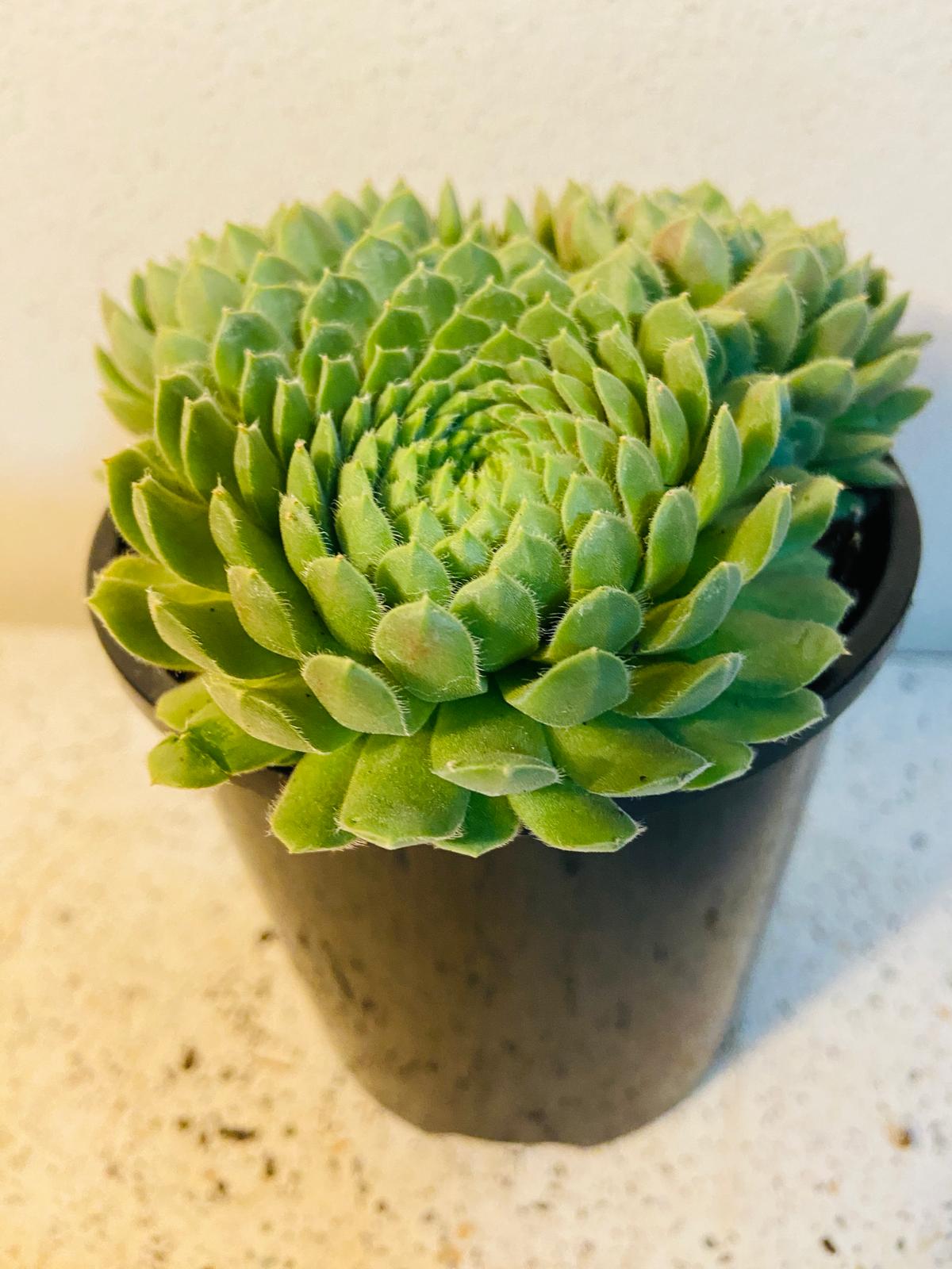 Sempervivum Pekinese